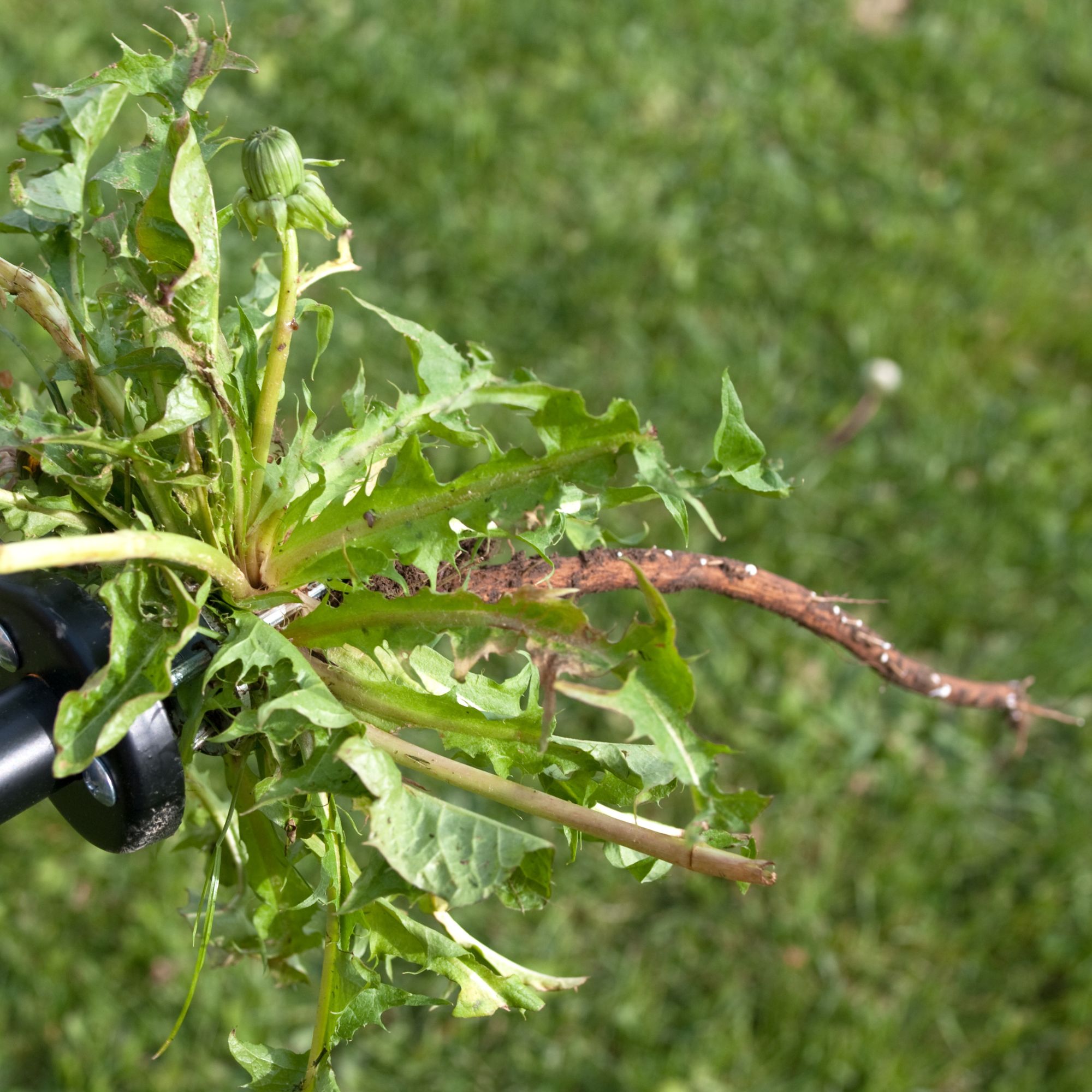 dandelion weed with tap root