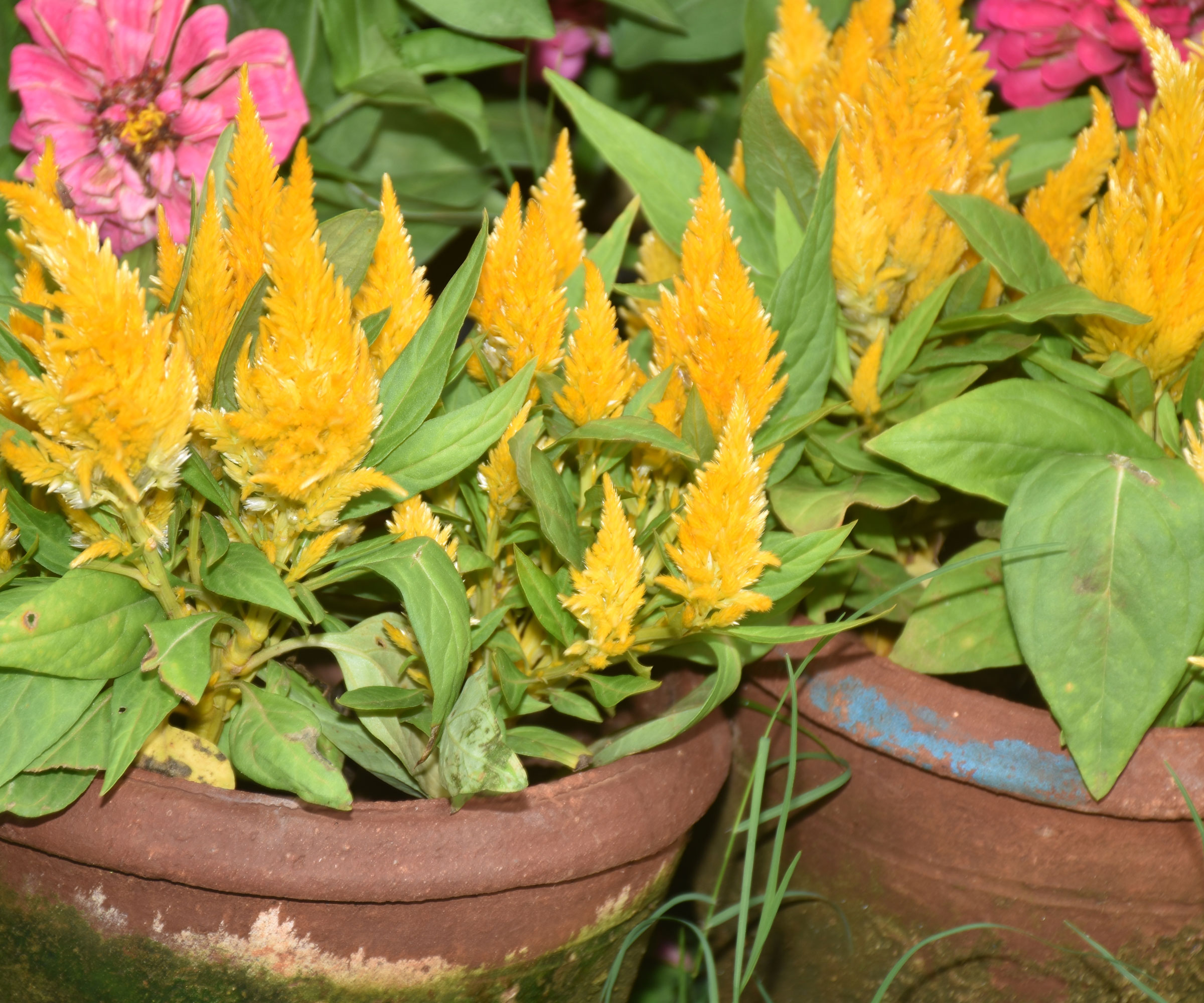 celosia plants in containers with bright yellow flowers