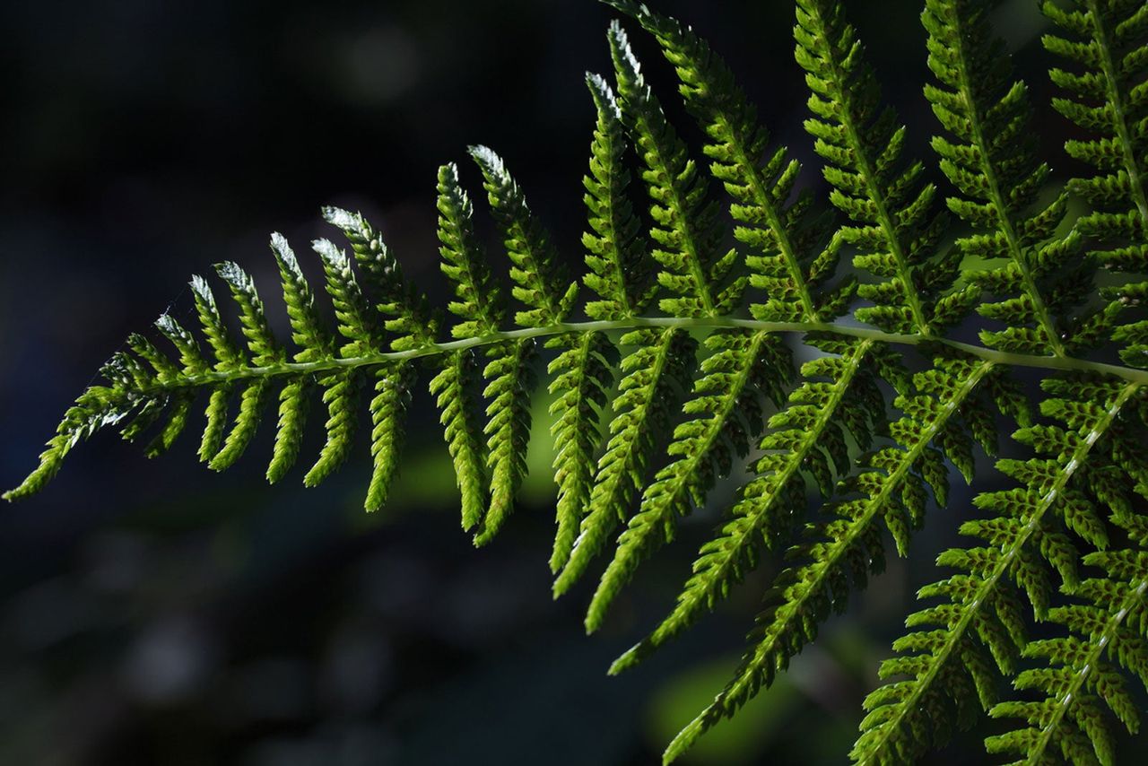 Giant Chain Fern