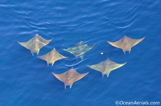 Six mobula rays in formation