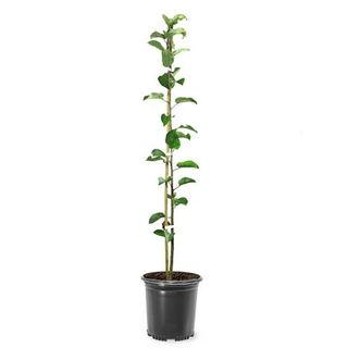 12-18 In. Red Delicious Apple Live Tree in Nursery Pot