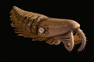 shrimplike-sea-monster