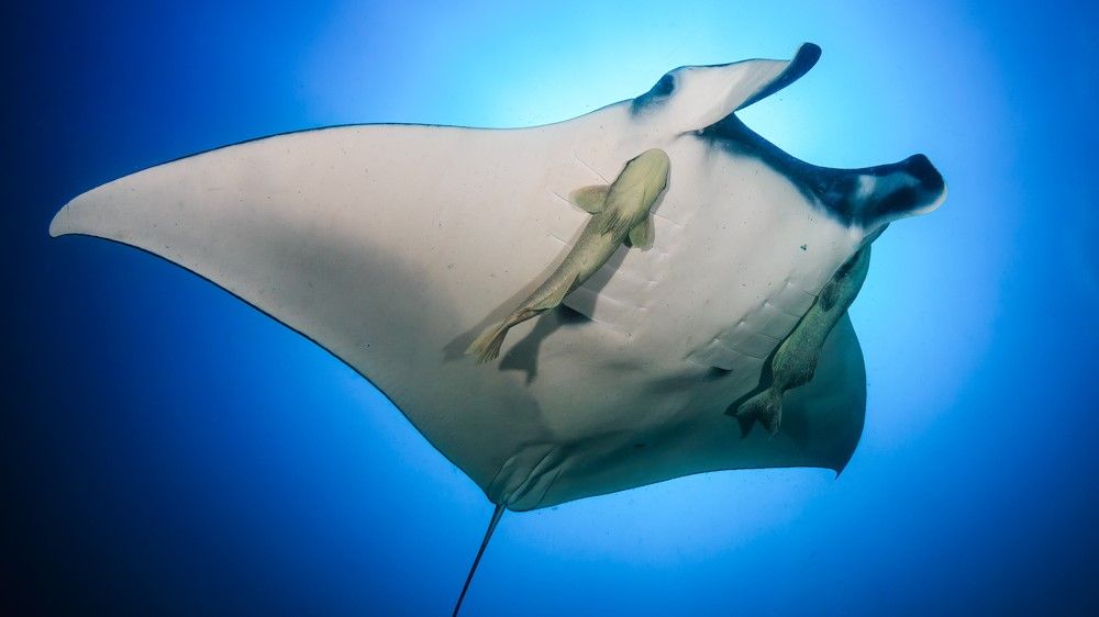 Remoras on ray