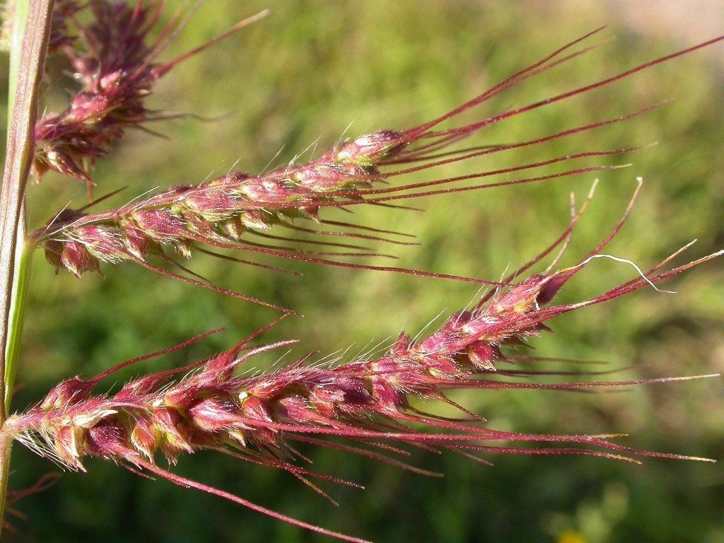 Barnyardgrass