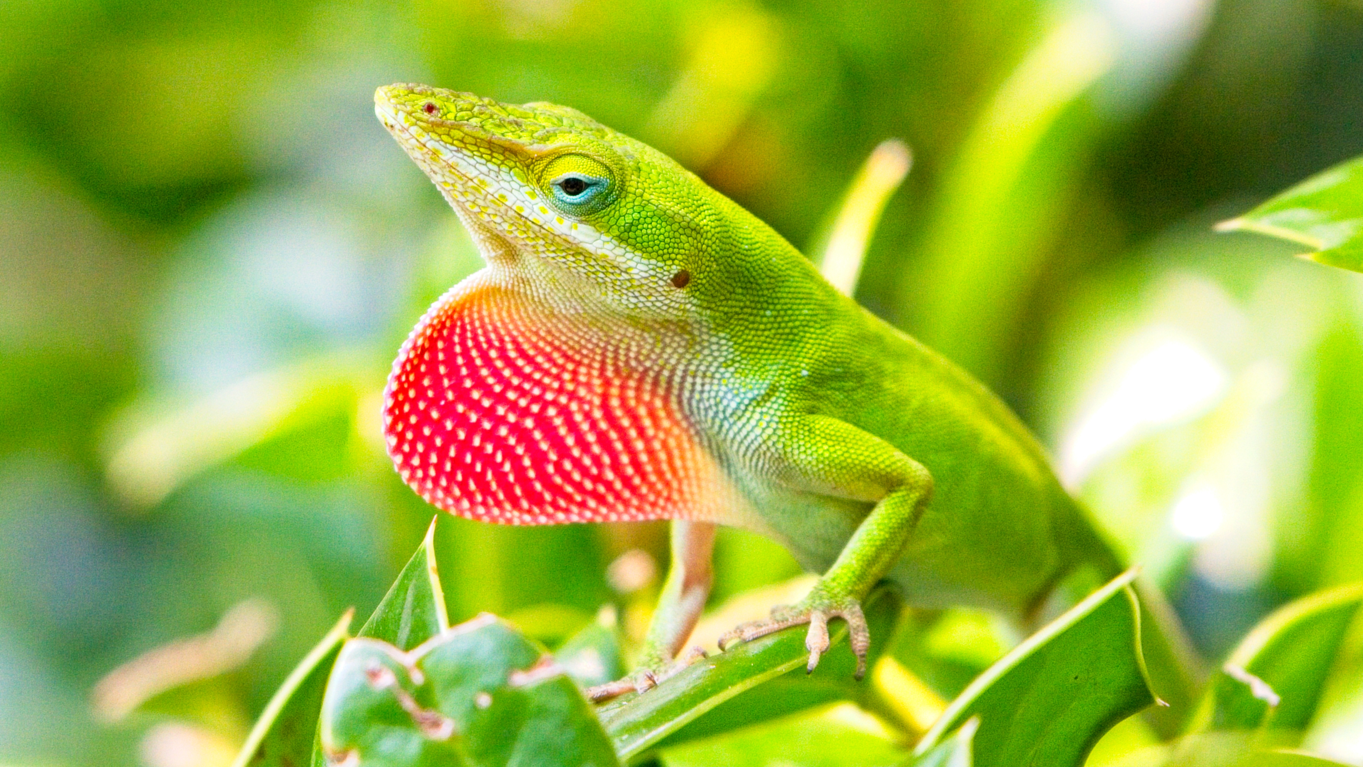 Green Anole