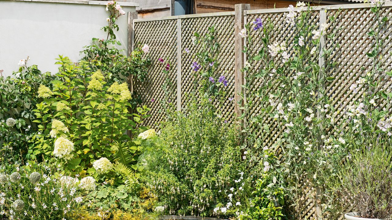 Garden trellis fence with flowering climbing plants