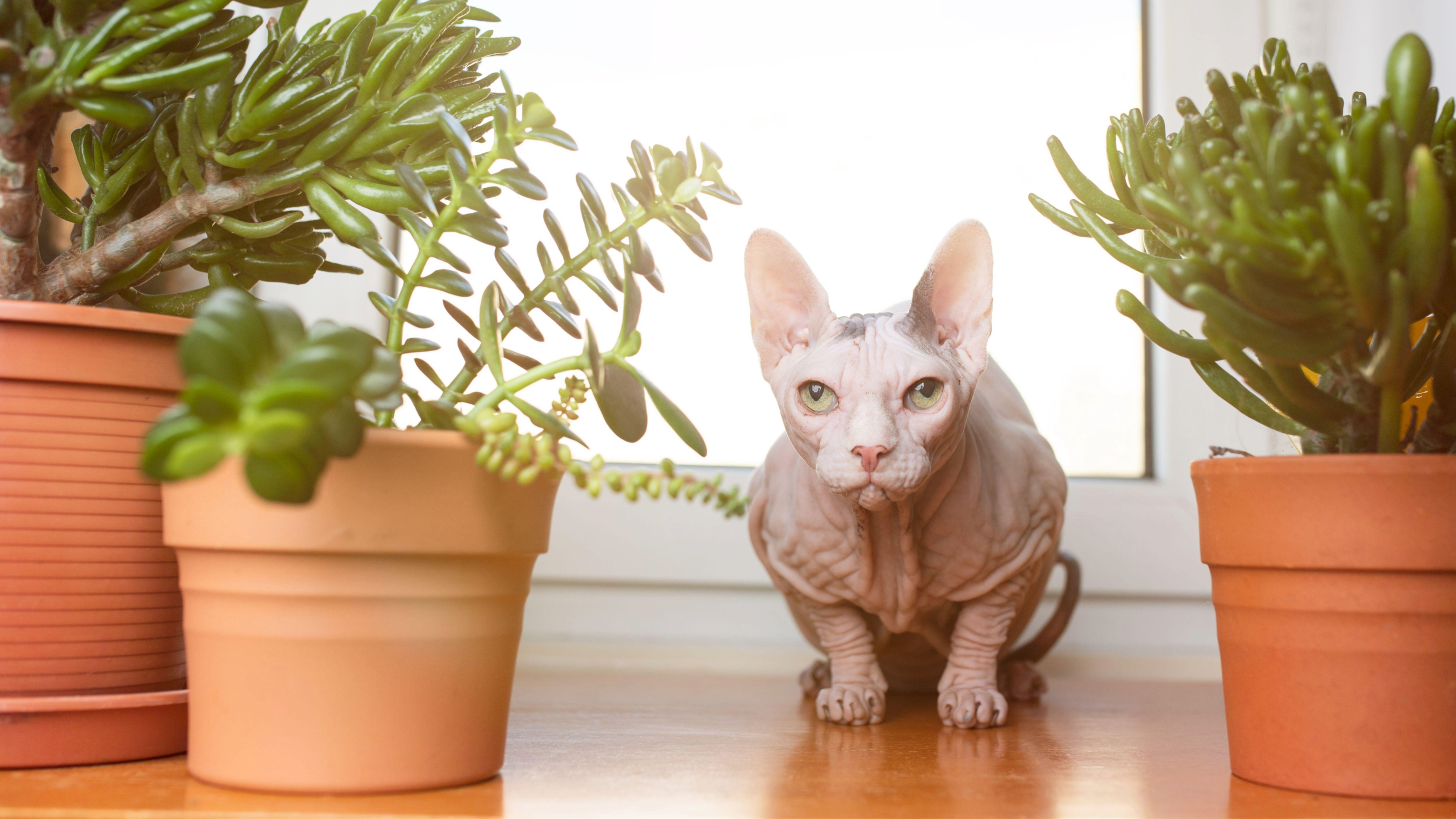 Sphynx cat