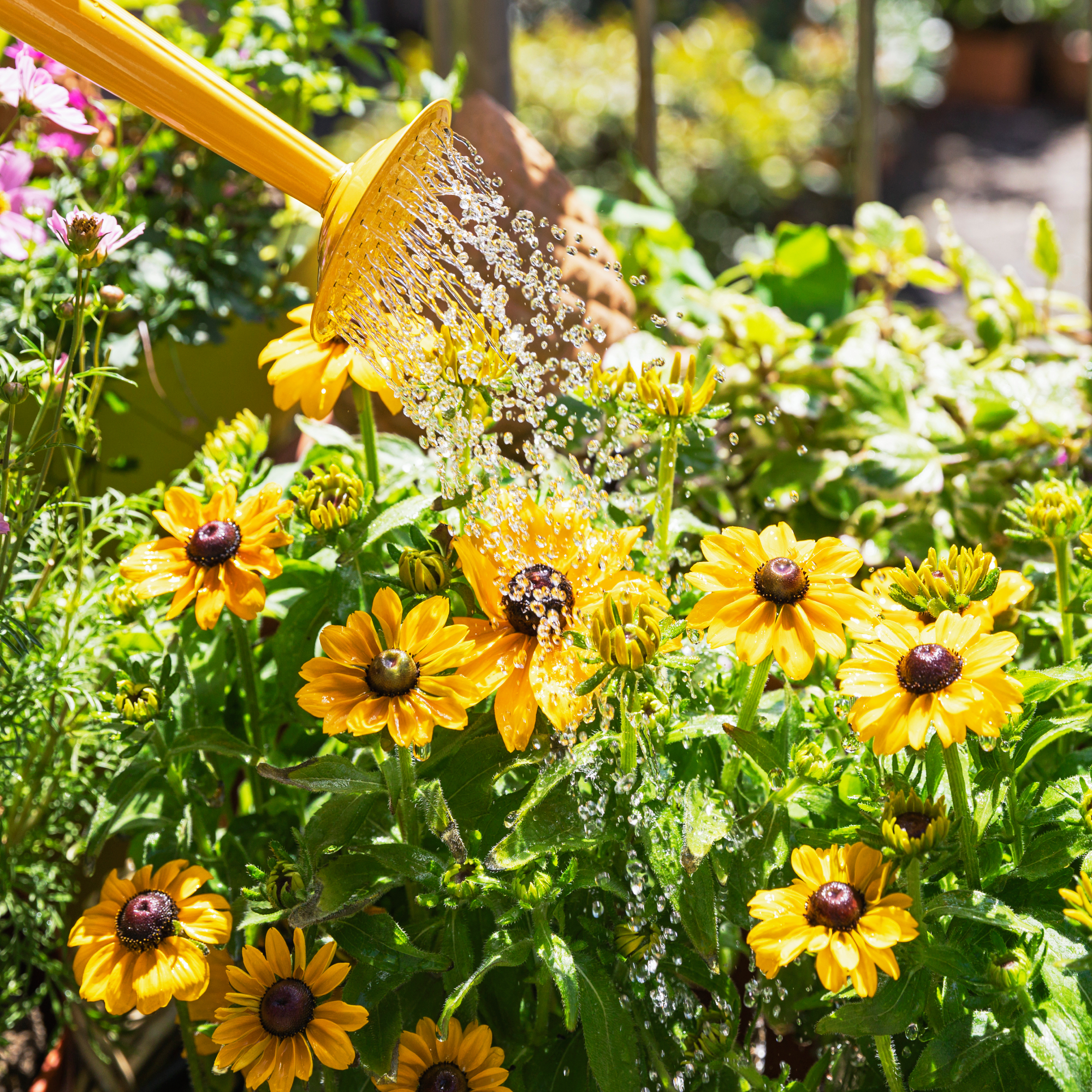 Watering yellow rudbeckia hardy perennial with a yellow watering can in garden