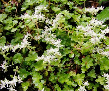 View of Best plants for a green roof: 9 options to try | Homes and Gardens