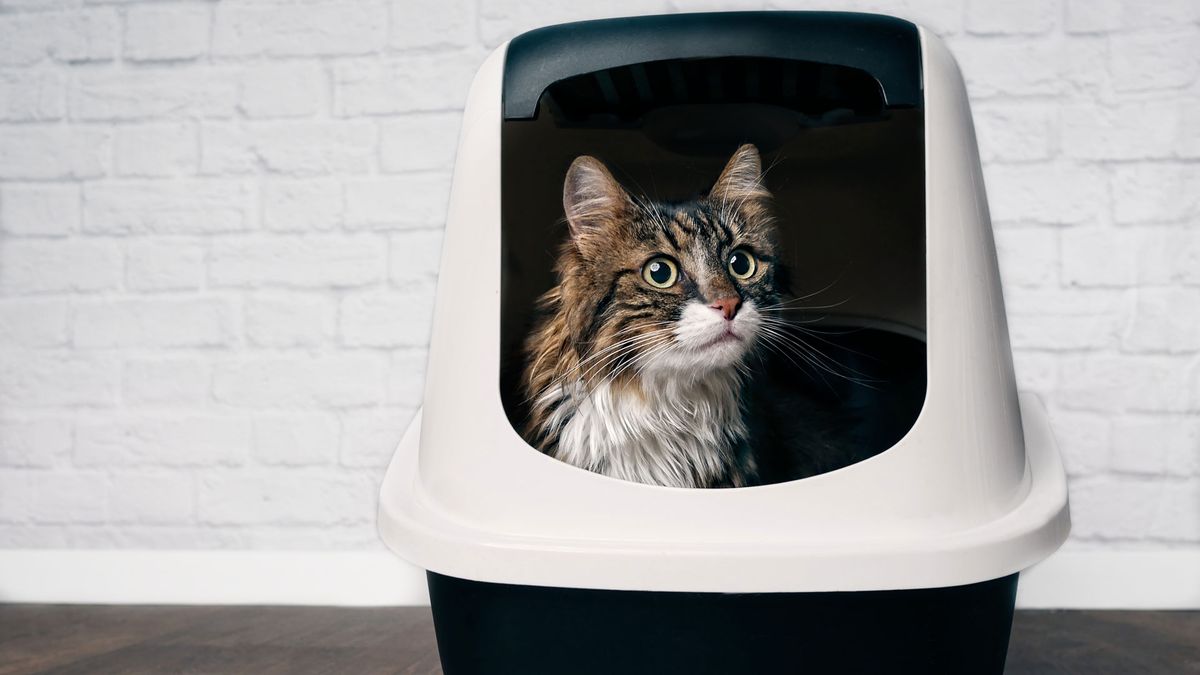 Five Litter Box Tips from the Cat's Point of View - A Cat Clinic