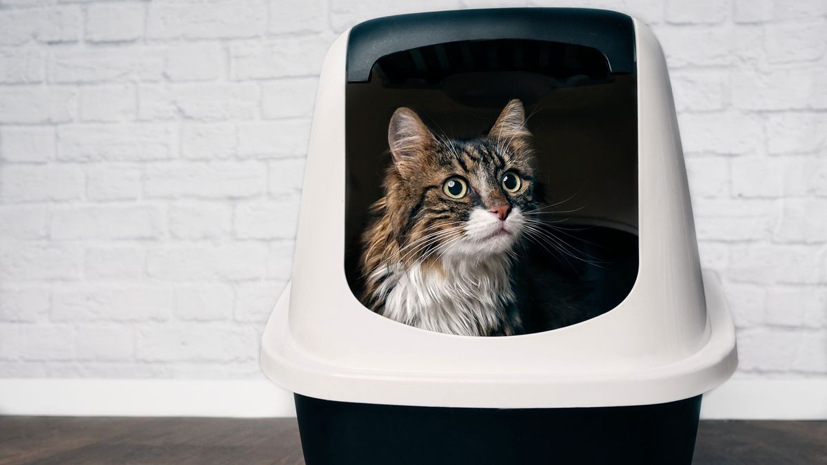 Why s my cat playing in their litter box PetsRadar