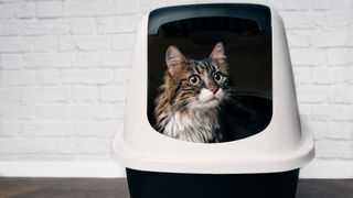 Cat in litter box