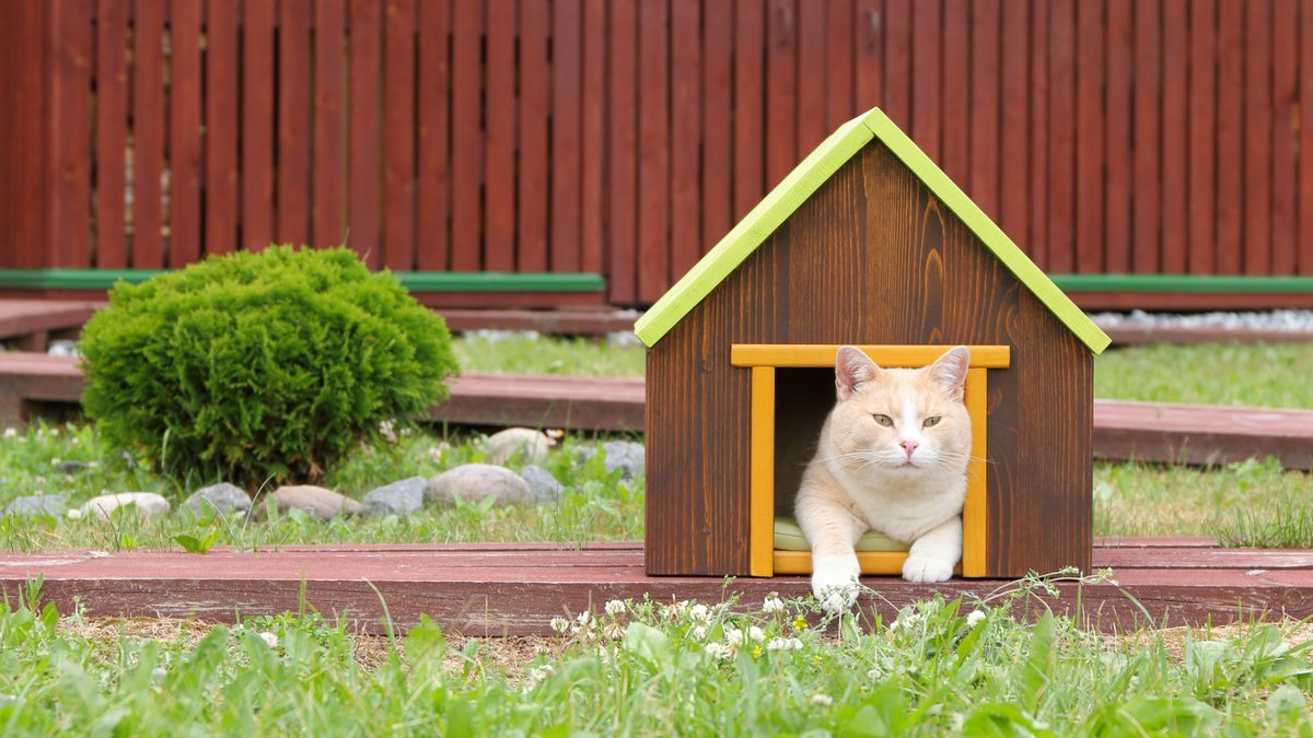 A red cat sits in pet house in a garden