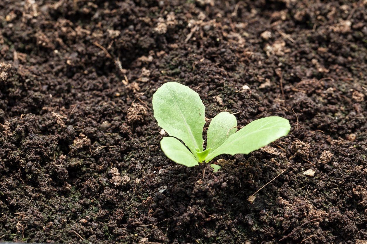 Seedling In Soil