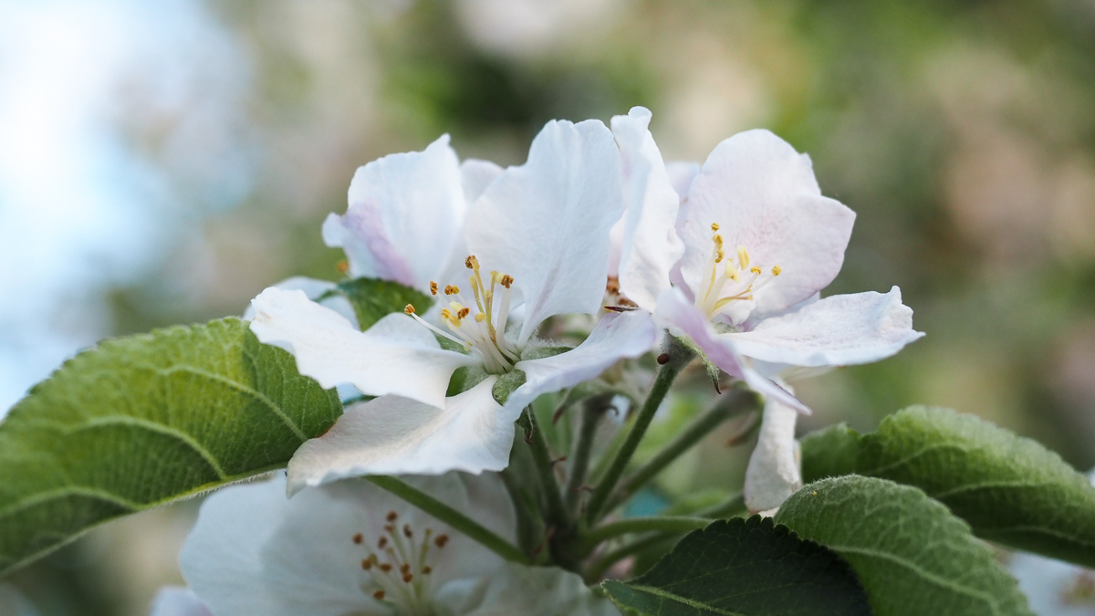 white flower