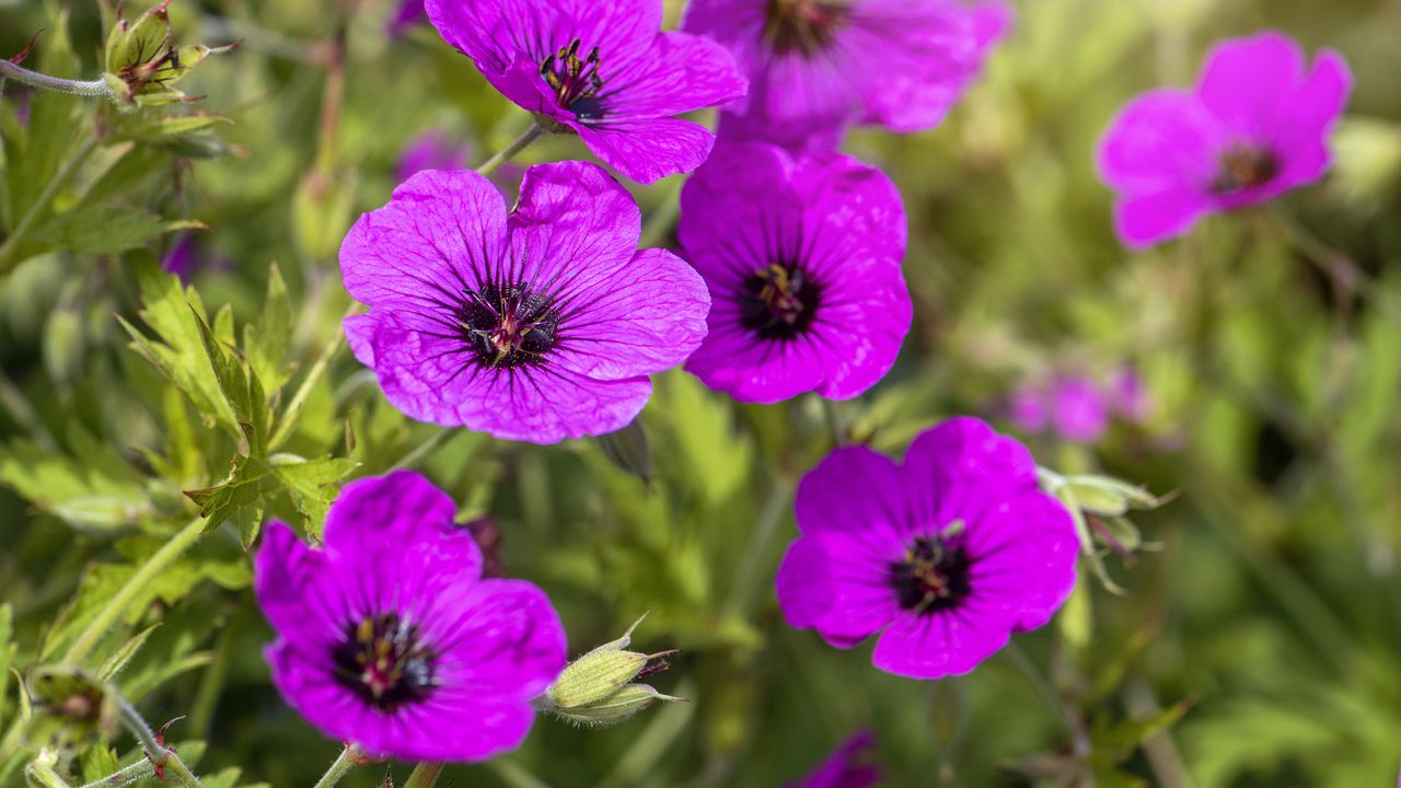 How to grow hardy geraniums: Geranium &#039;Ann Folkard&#039;