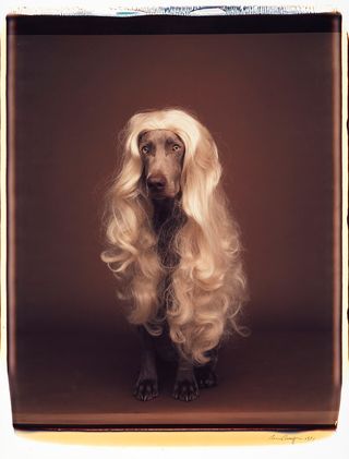 Dog wearing a blond wig