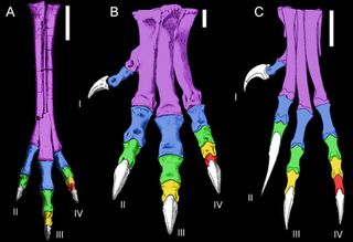 Dinosaur feet are adapted for different purposes. Dinos adapted for running and walking tend to have a large middle toe with side toes that are shorter and about equal in length, like A ( Gallimimus) and B (Allosaurus). Deinonychus (C) has an unusually long outer toe and a short inner toe, more suitable for grasping.