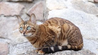 Savannah cat on stones