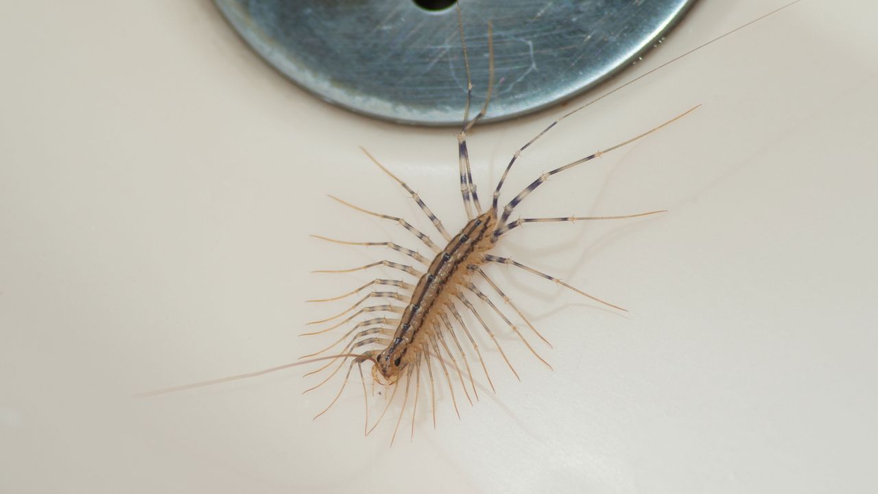 house centipede