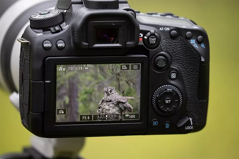 The back of the Canon EOS 90D during a wildlife photography shoot