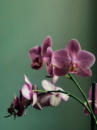 orchid houseplant