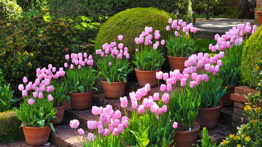 Potted pink tulip on steps