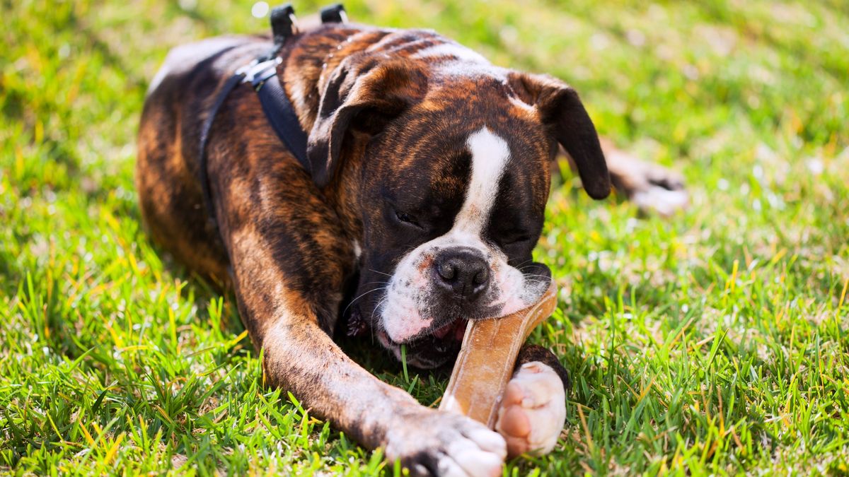 Boxer dog with bone