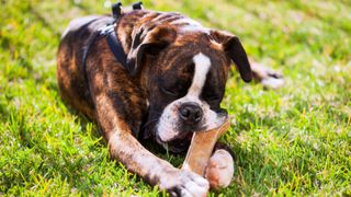 Boxer dog with bone