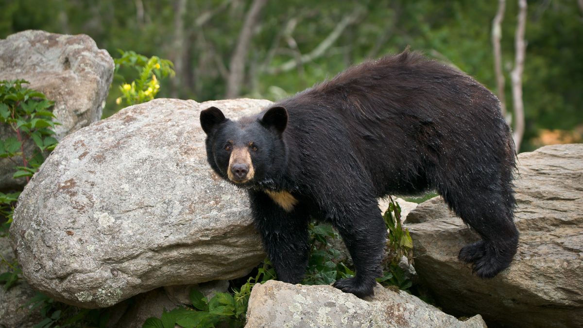 Black bear in North Carolina mountains