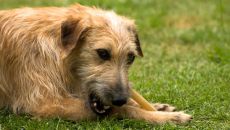 Dog with chew toy