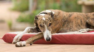 greyhound looking sleepy on a dog bed