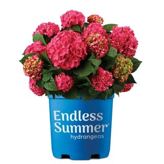 Endless Summer Summer Crush Hydrangea Live Shrub