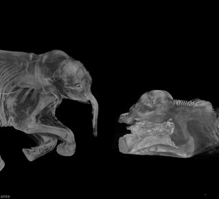 Khroma and Lyuba the baby mammoths get CT scanned.