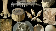 A collage of many different types of fossils