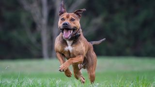 American Pit Bull Terrier running towards the camera with mouth open