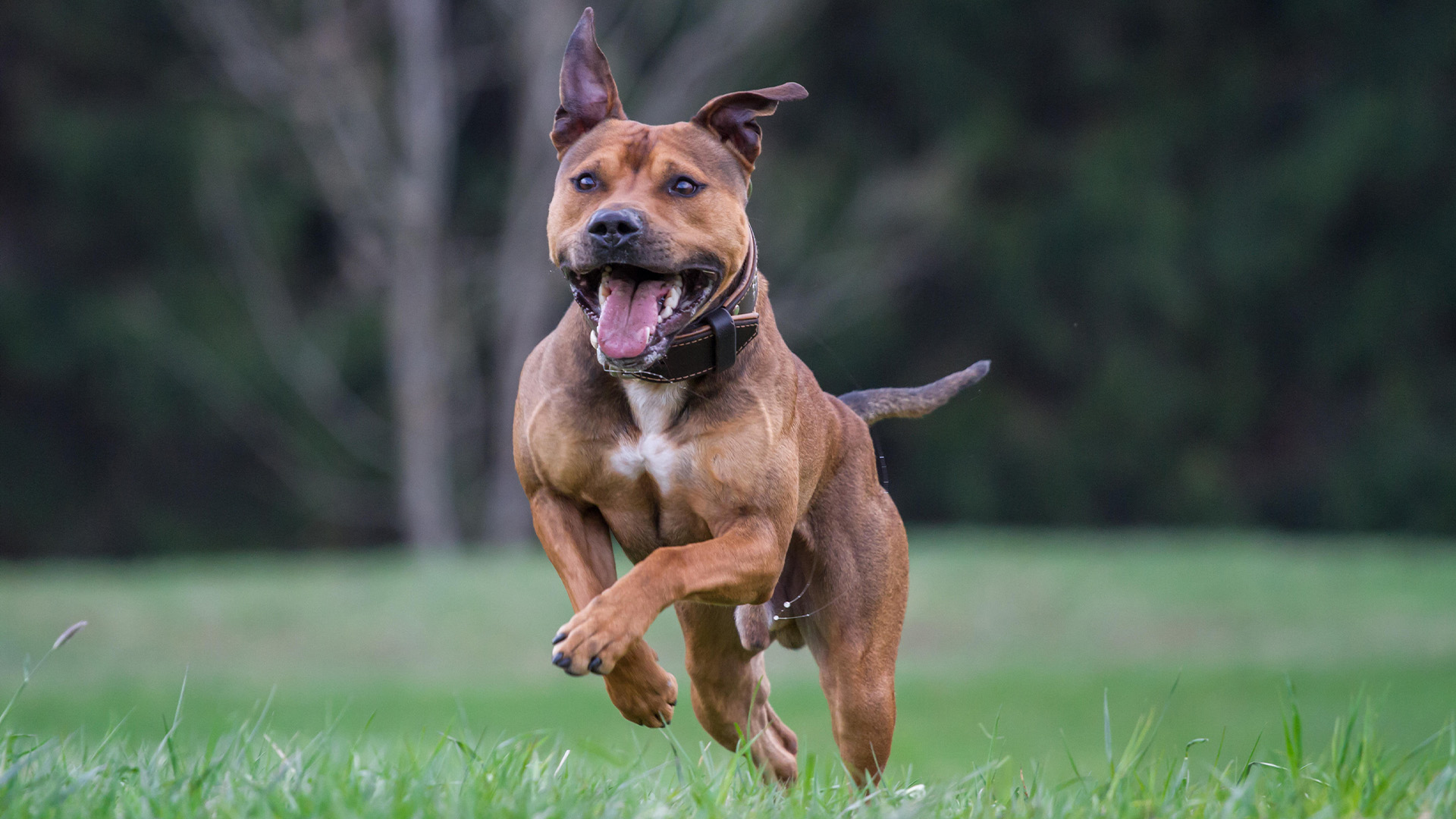 American Pit Bull Terrier running towards the camera with mouth open