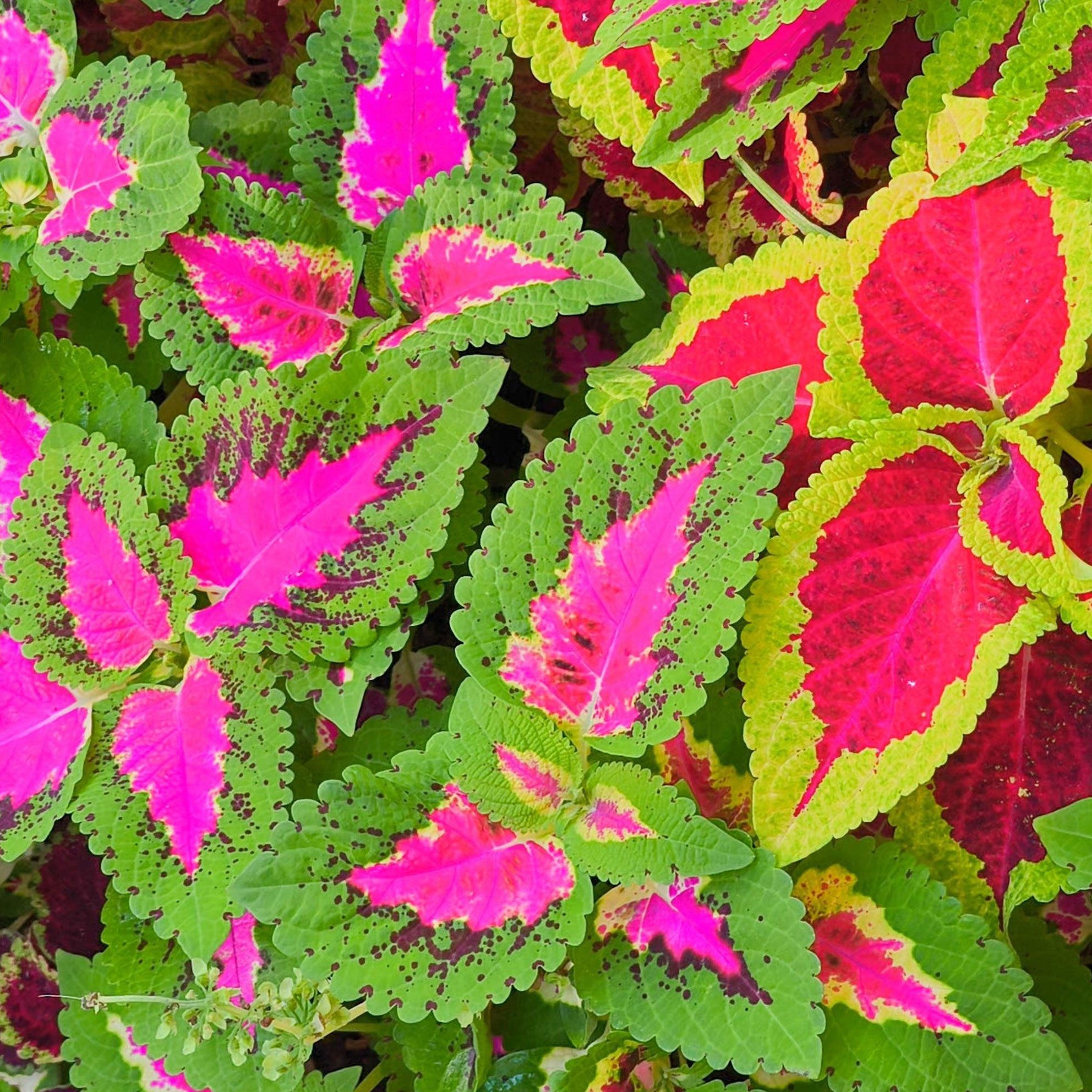 coleus plants showing red and pink and green leaves