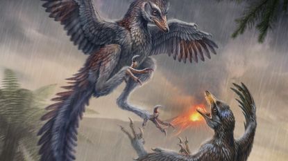 An illustration of two feathered birds attacking each other with a spewing volcano in the background.