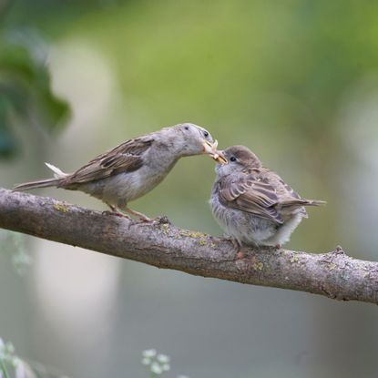 House sparrow feeding chick