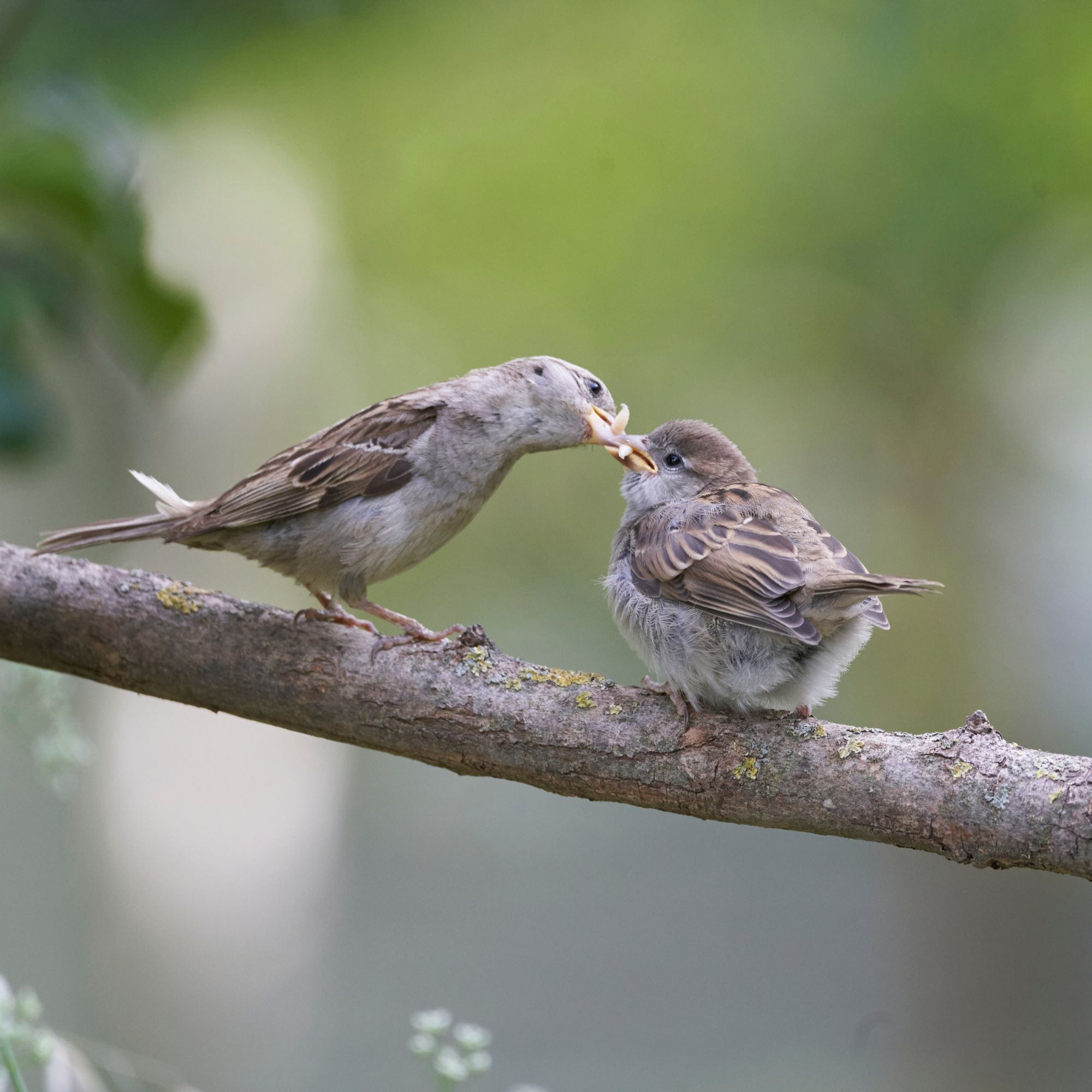 House sparrow feeding chick