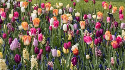 A colorful mix of spring bulbs