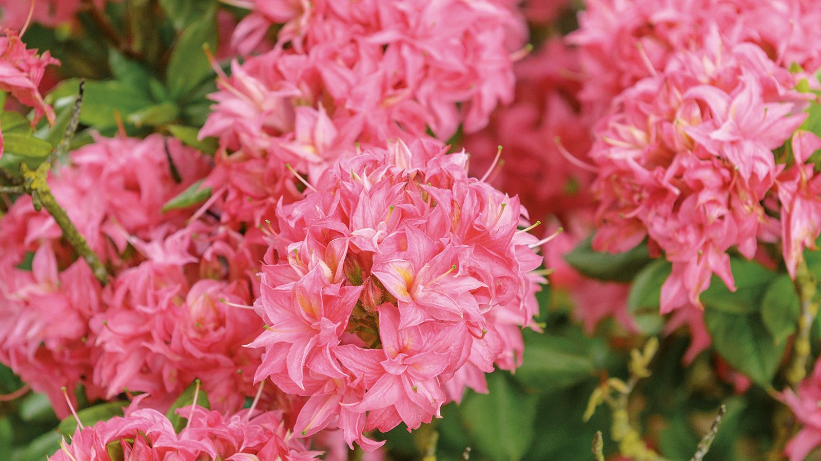 7 High-Maintenance Plants To Banish in 2025: Divas To Avoid | Gardening