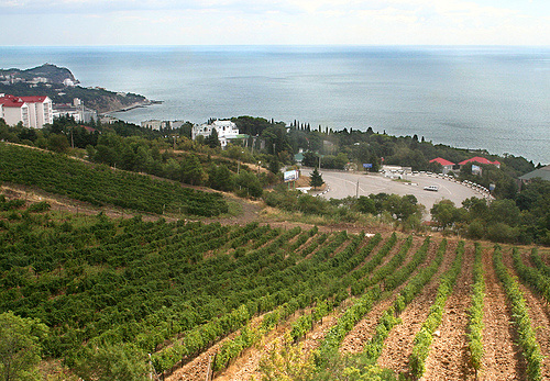 000008ecf-massandra_vineyard.jpg