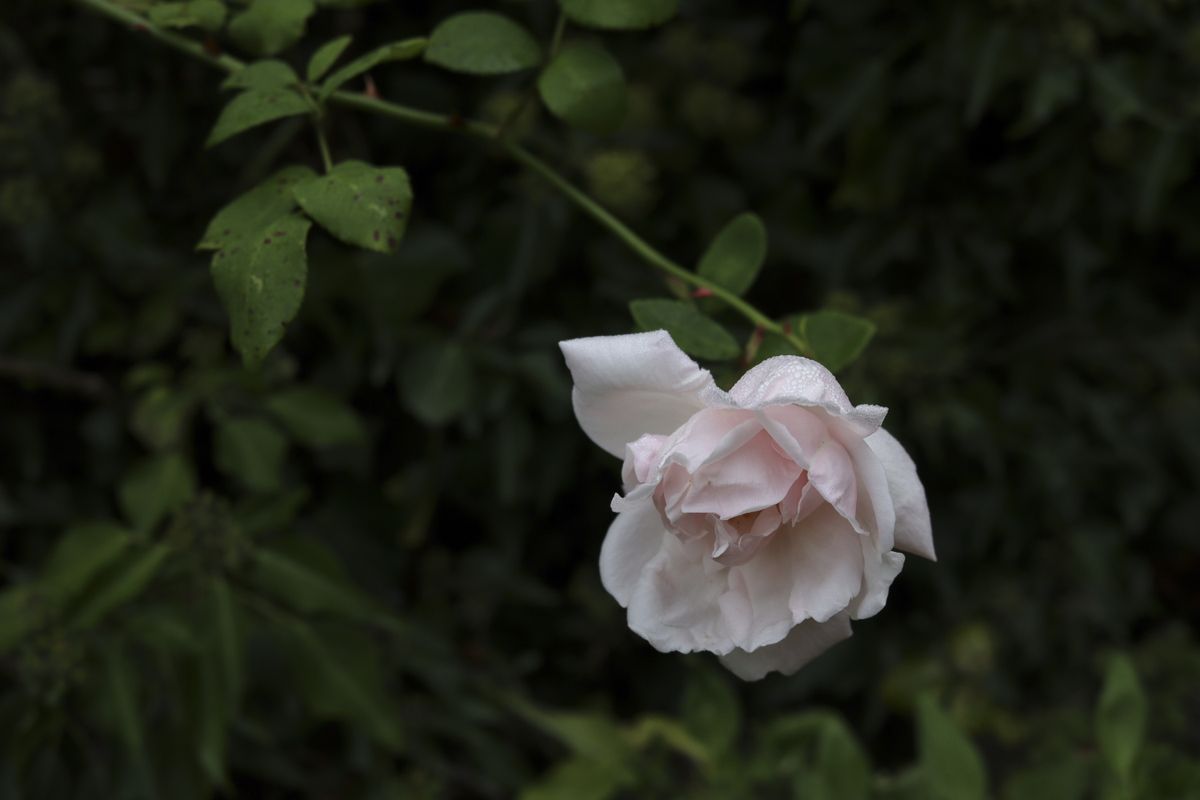 Canon EOS Rebel T8i / Canon EOS 850D