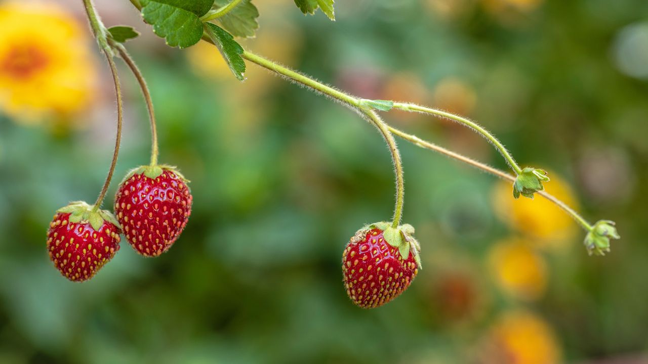 Fragaria \00d7 ananassa