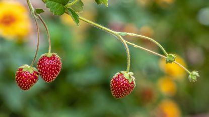 Fragaria × ananassa