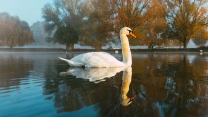 Swan swimming on water in Bushy Park, London