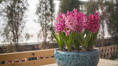 Pink hyacinths in blue ceramic bowl on wooden table