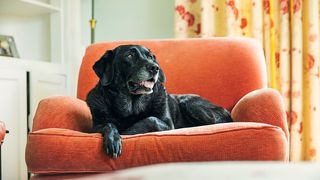 dog on couch